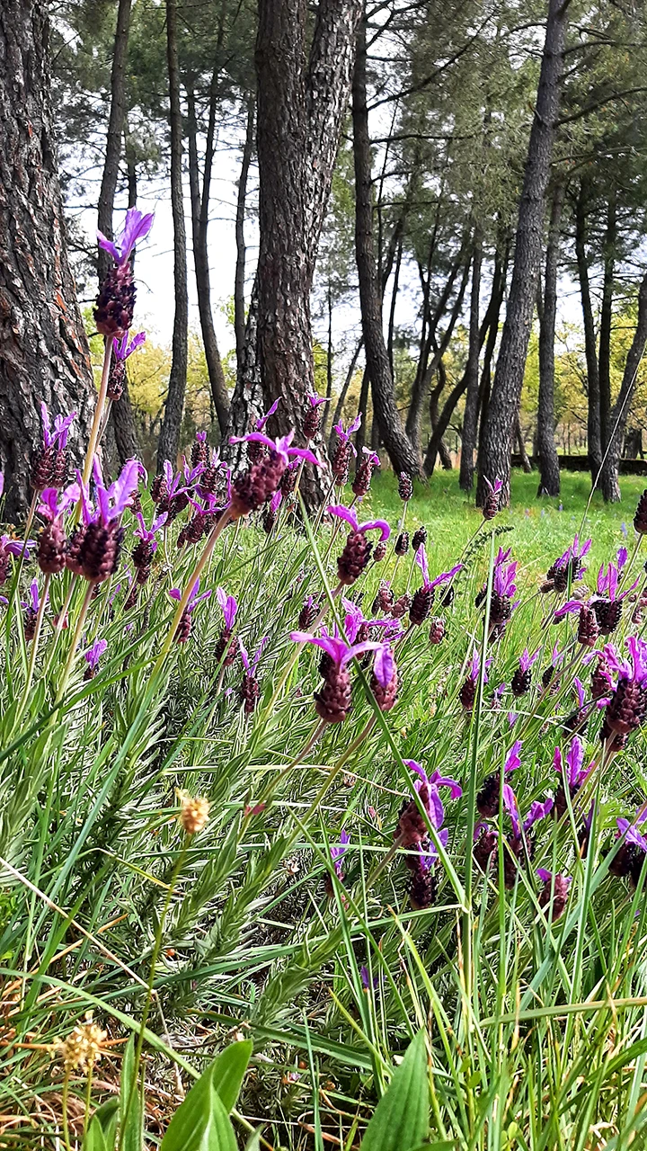 Cantueso en flor en primer plano junto a un bosque de pinos.