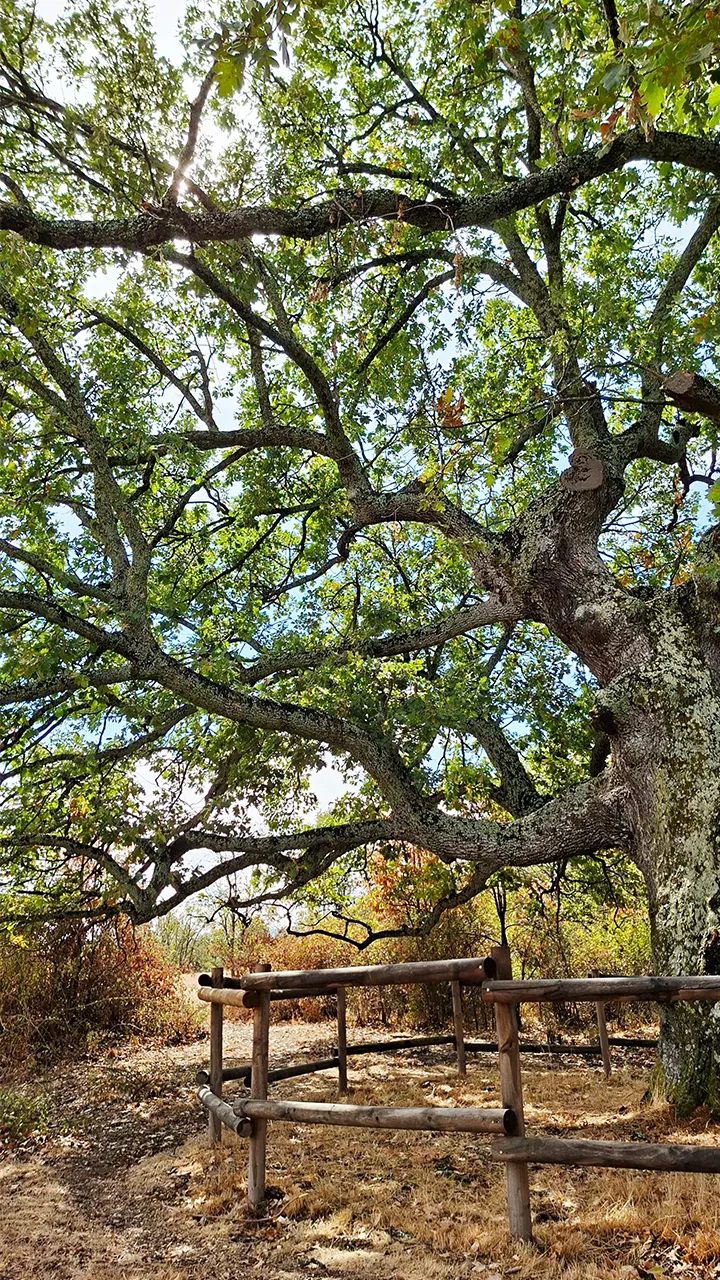Árbol de gran tamaño con ramas extendidas y una valla de madera alrededor