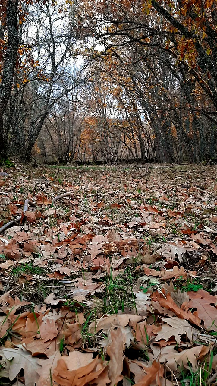 Bosque en otoño con hojas secas cubriendo el suelo